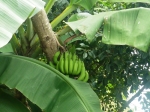 Бананы созревают