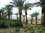   Живое побережье Мертвого моря